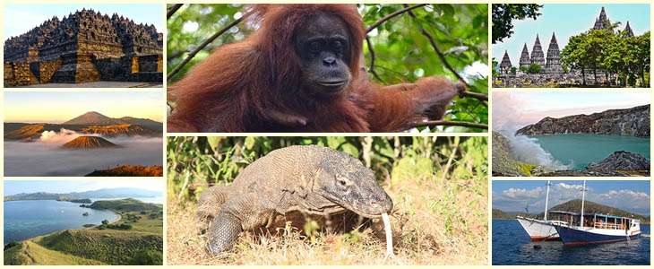 Orangutan Java Komodo Reise